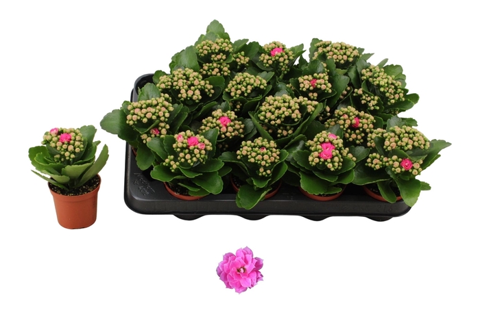 <h4>KAL GE NANDO PINK</h4>