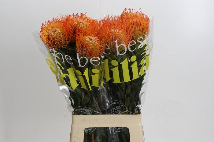 <h4>Nutans Ayoba Sun</h4>