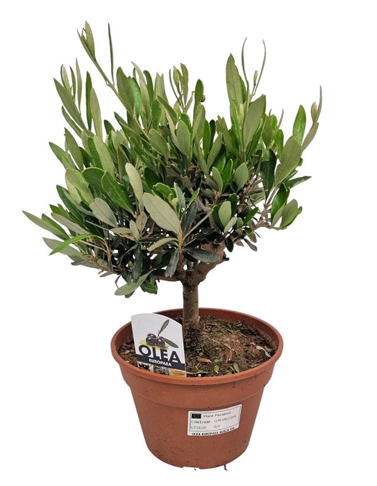 <h4>Olea Europaea Bush</h4>
