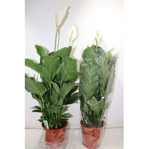 Spath Sweet Silvana