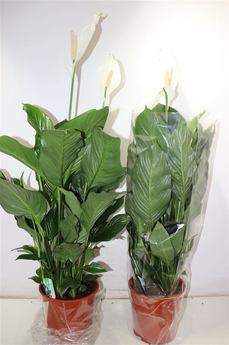 <h4>Spath Sweet Silvana</h4>