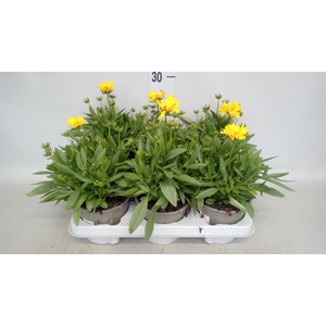 Coreopsis grand. 'Presto'