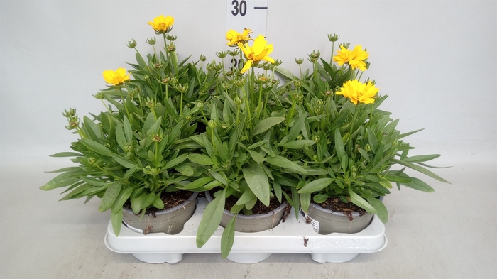 <h4>Coreopsis grand. 'Presto'</h4>
