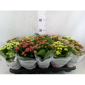 Kalanchoe blos. 'RoyalDon'   ..mix