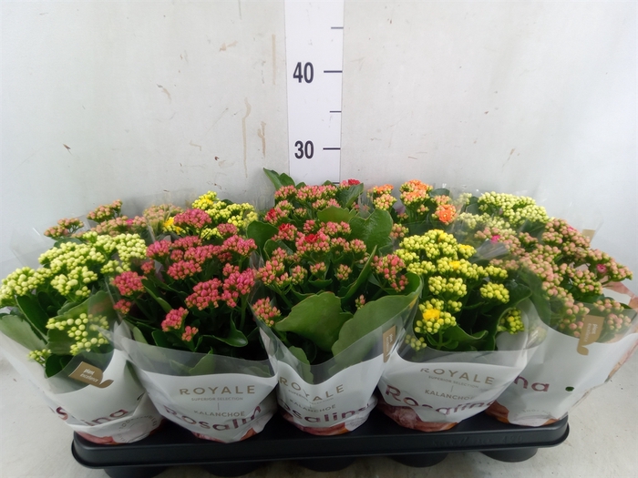 <h4>Kalanchoe blos. 'RoyalDon'   ..mix</h4>