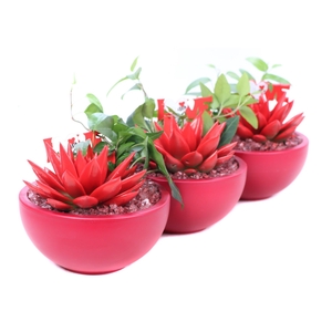 Opgemaakte valentijn schaal met geverfd eheveria 6 m en hedera