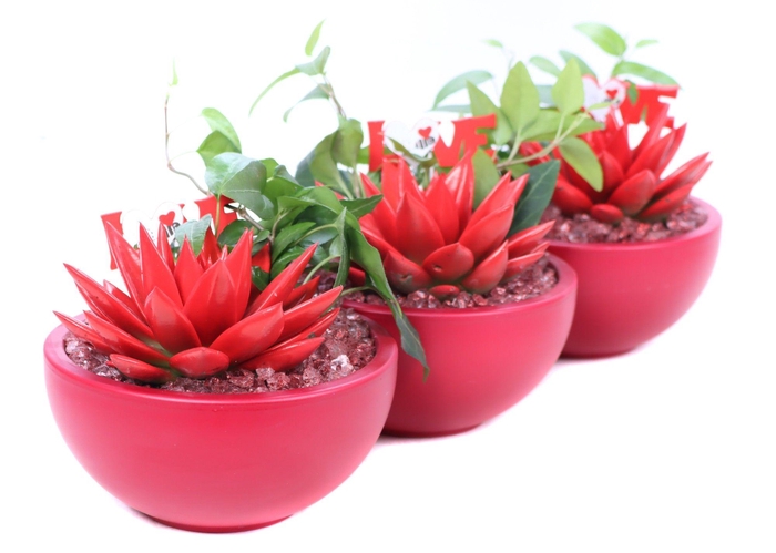 <h4>Opgemaakte valentijn schaal met geverfd eheveria 6 m en hedera</h4>