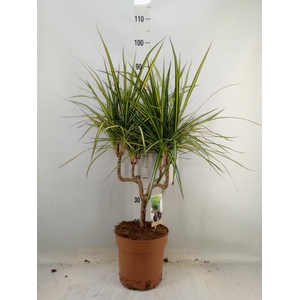 Dracaena marg. 'Sunray'