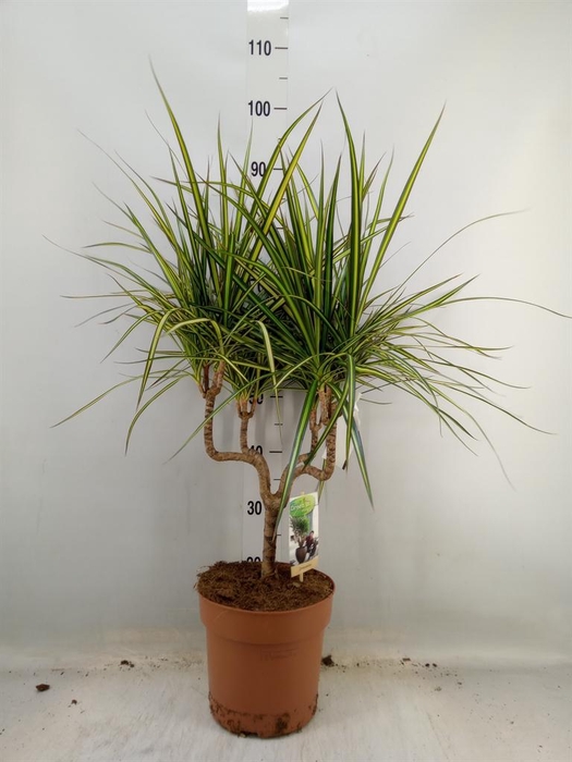 <h4>Dracaena marg. 'Sunray'</h4>