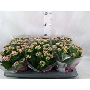 Kalanchoe  'MoreFlow Lillian'