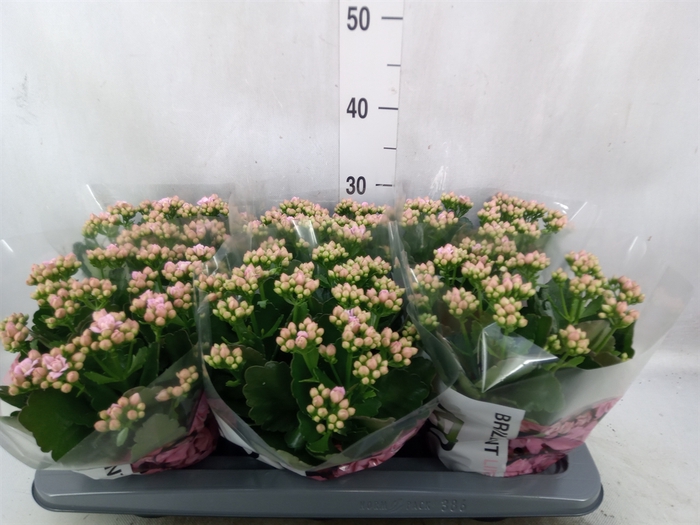 <h4>Kalanchoe  'MoreFlow Lillian'</h4>