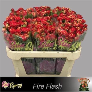 R Tr Fire Flash