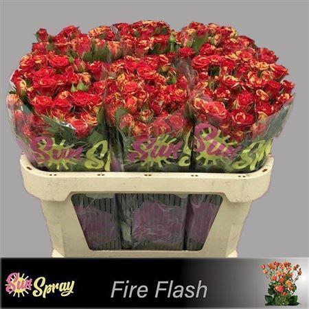 <h4>R Tr Fire Flash</h4>