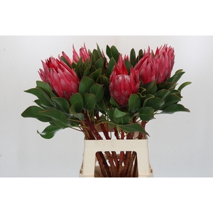 Protea Cynaroides Madiba