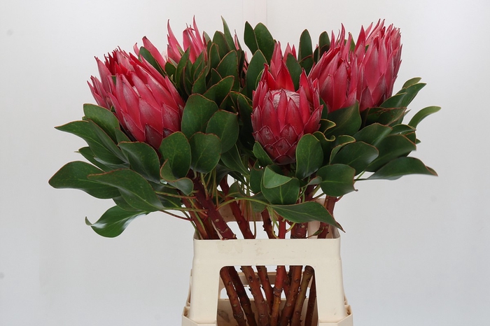 <h4>Protea Cynaroides Madiba</h4>