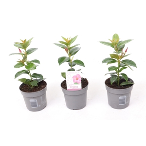 Dipladenia 'Rio' Pink