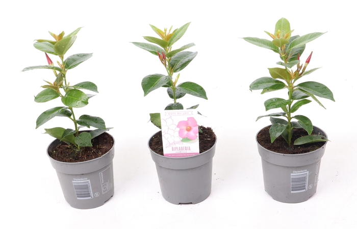 <h4>Dipladenia 'Rio' Pink</h4>