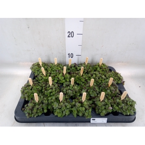 Callisia repens 'Turtle'