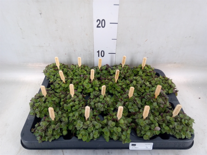 <h4>Callisia repens 'Turtle'</h4>