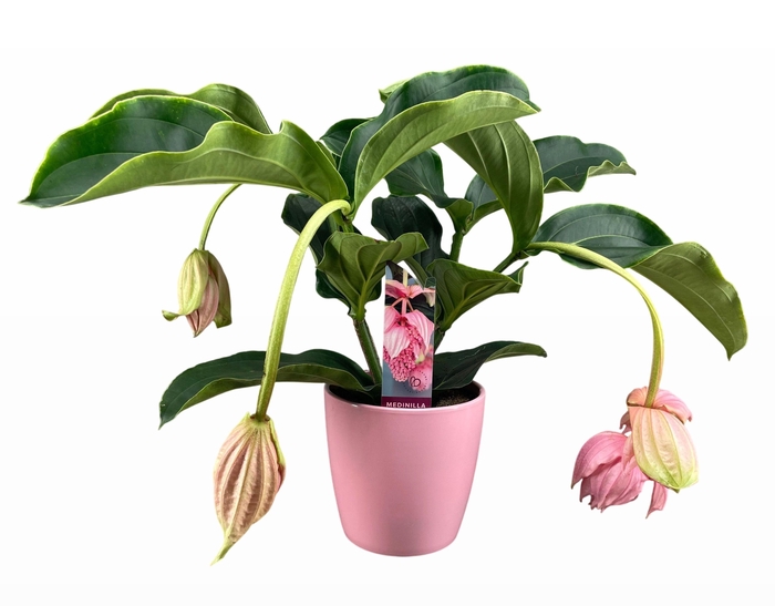<h4>Medinilla Magnifica 2 etage 3/4 knop in roze keramiek</h4>