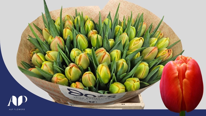 <h4>TU DU ICOON</h4>