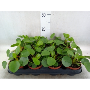 Pilea peperomoides