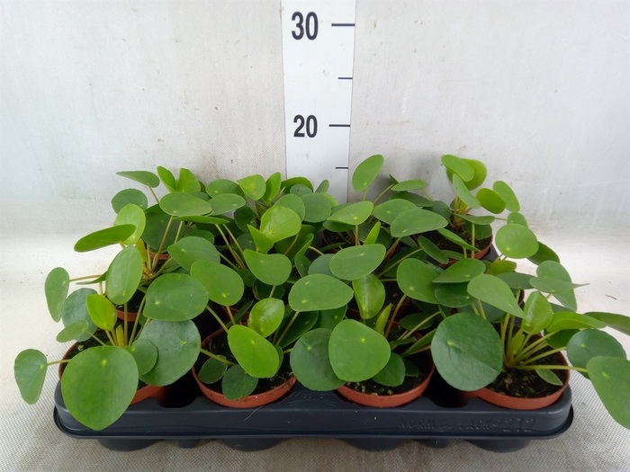 <h4>Pilea peperomoides</h4>