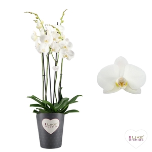 Duetto Lunar landings- 4 tak