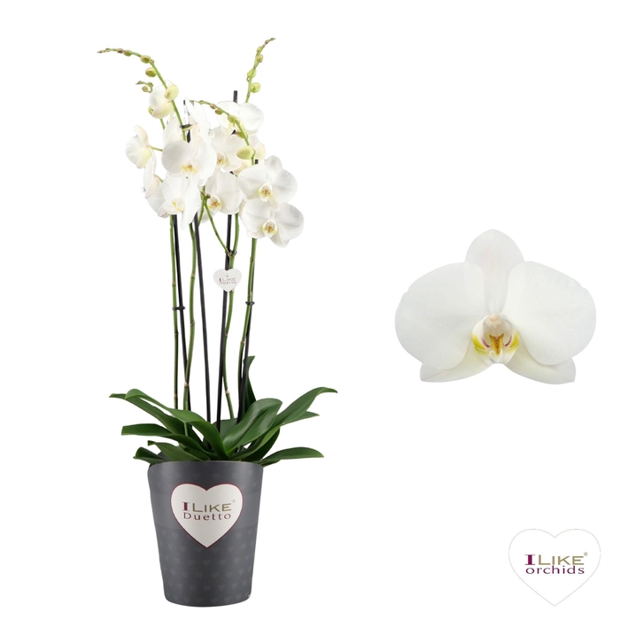 <h4>Duetto Lunar landings- 5 tak</h4>