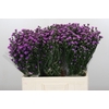 Aster Baby Pink