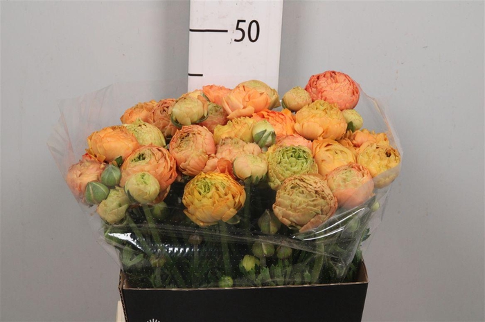 <h4>Ran Aazur Peach</h4>