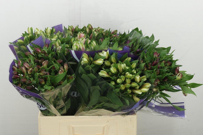 <h4>Alstr Gem In Fust</h4>