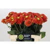 Dahlia Orange Fox