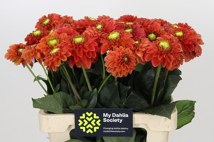 <h4>Dahlia Orange Fox</h4>