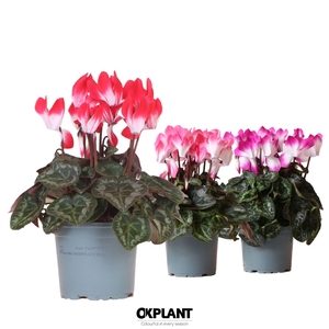 Cyclamen Indiaka mix