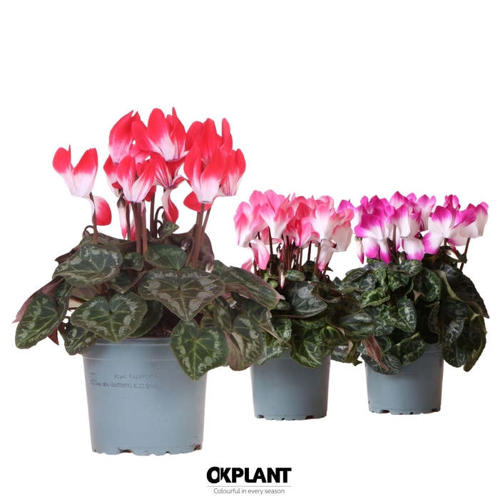 <h4>Cyclamen Indiaka mix</h4>