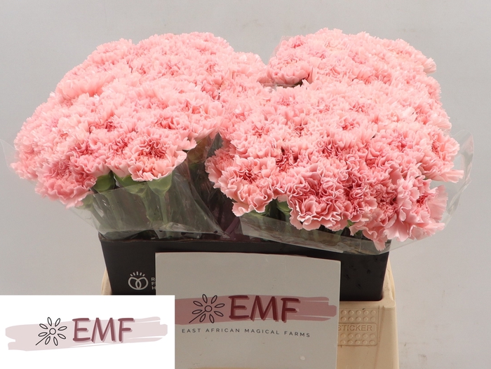 <h4>DI ST JODIE</h4>