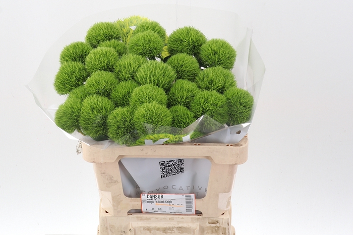 <h4>Di Barb Kiwi Mellow X25</h4>