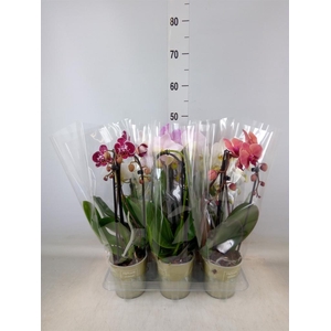 Phalaenopsis  'Elegant Cascade'