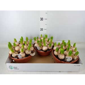 Hyacinthus orie. 'Pearl White'