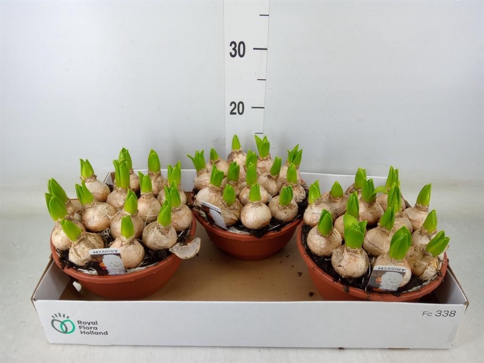 <h4>Hyacinthus orie. 'Pearl White'</h4>