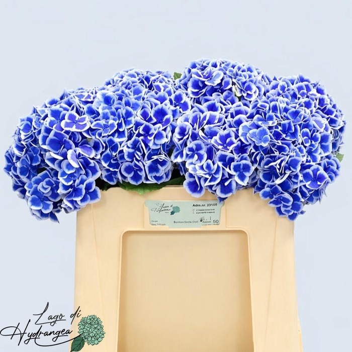 <h4>HYDR M BEAU DALI</h4>