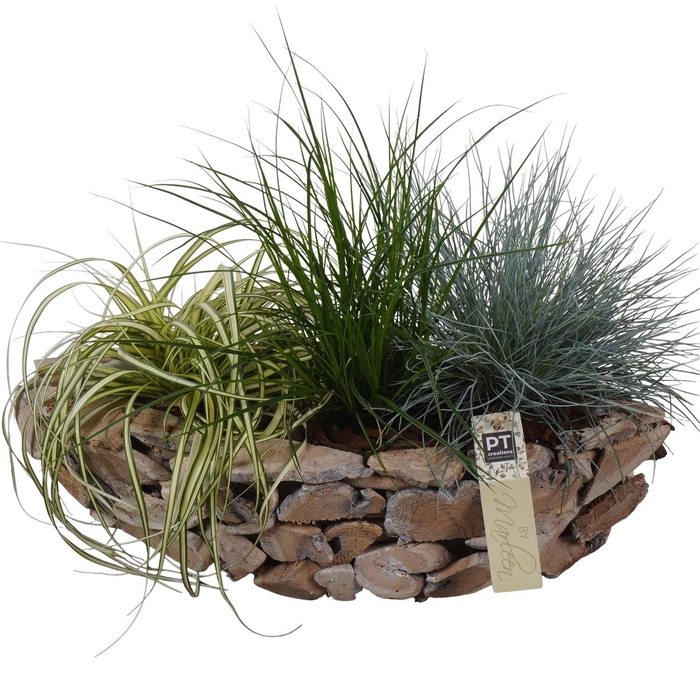 <h4>Arr.   Tuinplanten L%</h4>