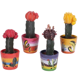 Cactus mix Ø8,5cm in Ceramic Pot Mexico Ø10cm