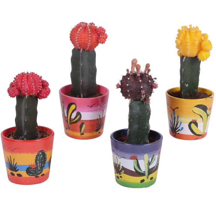 <h4>Cactus mix Ø8,5cm in Ceramic Pot Mexico Ø10cm</h4>