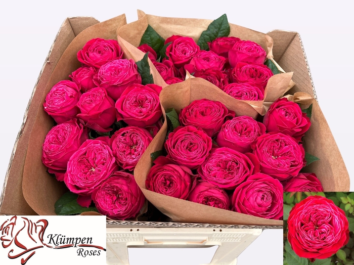 <h4>R GR JUST MORE!</h4>