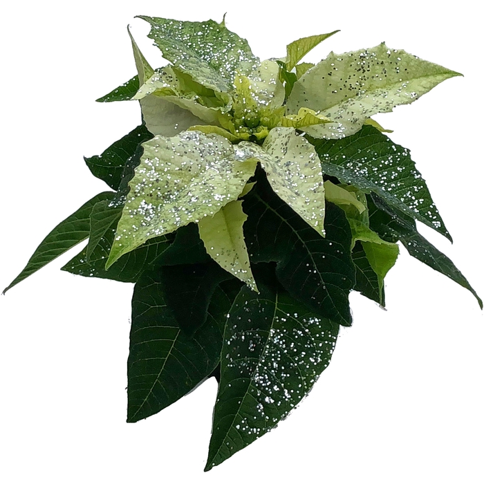 <h4>Princettia White met glitter zilver</h4>