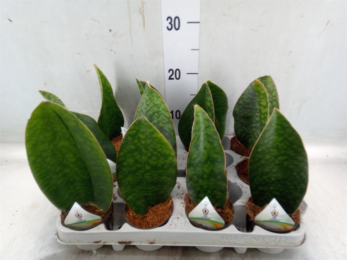 <h4>Sansevieria grandis</h4>