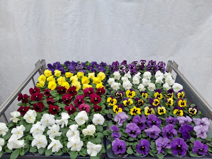 <h4>VIO WI DELTA GEM</h4>