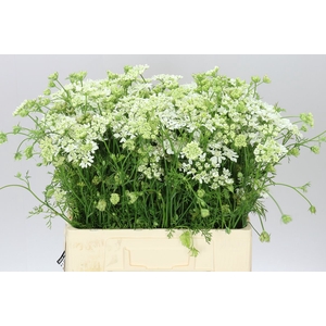Orlaya Grandflora White A2